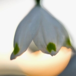 fruehling-2025-gruenert-fotoclub-wurzen-01
