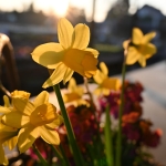 fruehling-2025-gruenert-fotoclub-wurzen-02