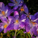 fruehling-2025-gruenert-fotoclub-wurzen-03