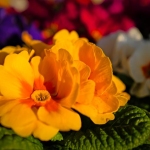 fruehling-2025-gruenert-fotoclub-wurzen-04