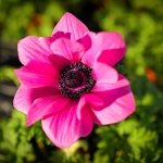 fruehling-2025-gruenert-fotoclub-wurzen-05