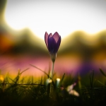 fruehling-2025-gruenert-fotoclub-wurzen-08