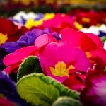 fruehling-2025-gruenert-fotoclub-wurzen-09