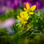 fruehling-2025-gruenert-fotoclub-wurzen-10