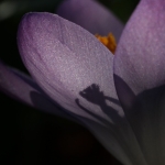 fruehling-2025-gruenert-fotoclub-wurzen-11