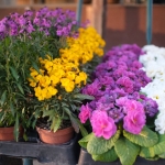 fruehling-2025-gruenert-fotoclub-wurzen-12