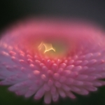 fruehling-2025-gruenert-fotoclub-wurzen-13