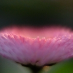 fruehling-2025-gruenert-fotoclub-wurzen-14