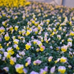 fruehling-2025-gruenert-fotoclub-wurzen-15