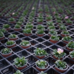 fruehling-2025-gruenert-fotoclub-wurzen-16