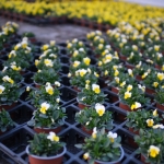 fruehling-2025-gruenert-fotoclub-wurzen-17