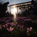 fruehling-2025-gruenert-fotoclub-wurzen-18