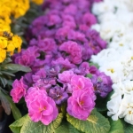 fruehling-2025-gruenert-fotoclub-wurzen-19