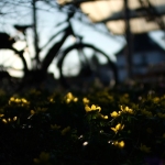fruehling-2025-gruenert-fotoclub-wurzen-20