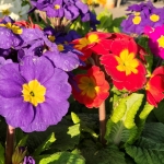 fruehling-2025-gruenert-fotoclub-wurzen-22