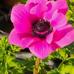 fruehling-2025-gruenert-fotoclub-wurzen-24