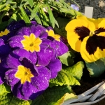 fruehling-2025-gruenert-fotoclub-wurzen-25