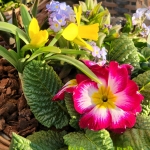 fruehling-2025-gruenert-fotoclub-wurzen-26