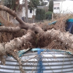 friederike-06